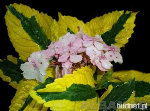 Hydrangea macrophylla Pirates Gold